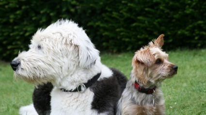 Illustration : Les grands chiens vivent souvent moins longtemps : une &eacute;tude sur 864 chiens explore pourquoi
