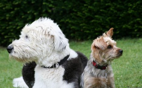 Les grands chiens vivent souvent moins longtemps : une étude sur 864 chiens explore pourquoi
