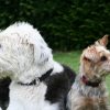 Illustration : Les grands chiens vivent souvent moins longtemps : une &eacute;tude sur 864 chiens explore pourquoi