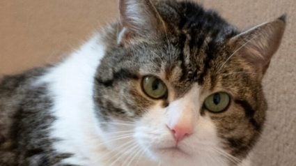 Illustration : Cette chatte en ob&eacute;sit&eacute; morbide cherche une famille, mais ses besoins ne se limitent pas aux soins