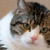 Illustration : Cette chatte en ob&eacute;sit&eacute; morbide cherche une famille, mais ses besoins ne se limitent pas aux soins