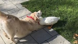 Illustration : Séparé de son ami canard toute la journée, ce Golden Retriever adopte une posture très particulière à son retour (vidéo)