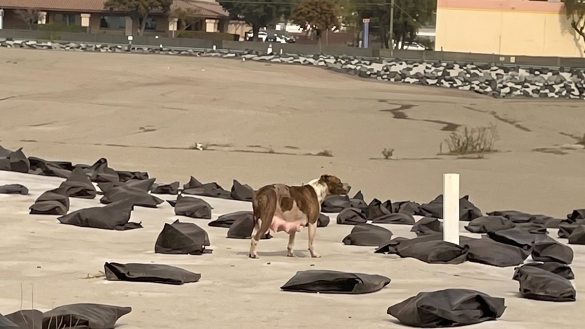 Illustration : "Partie chercher à manger, cette chienne découvre à son retour que ses chiots ont mystérieusement disparu"