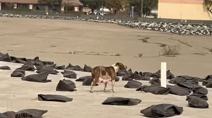 Illustration : Partie chercher &agrave; manger, cette chienne d&eacute;couvre &agrave; son retour que ses chiots ont myst&eacute;rieusement disparu