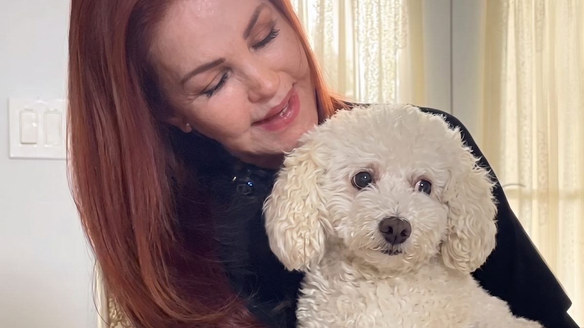 Illustration : "Priscilla Presley adopte un chien de 10 ans qui ne connaissait que l'errance et la faim"