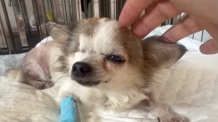 Illustration : &laquo; Nous ne savions pas si elle survivrait &agrave; la nuit &raquo; : le rude combat d'une Chihuahua errante retrouv&eacute;e dans la jungle (vid&eacute;o)