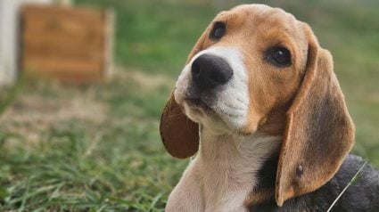 Illustration : &laquo; Comment peut-on repartir le jour m&ecirc;me avec un chiot ? &raquo; : achet&eacute; dans un salon, ce Beagle est abandonn&eacute; 2 semaines plus tard