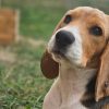 Illustration : &laquo; Comment peut-on repartir le jour m&ecirc;me avec un chiot ? &raquo; : achet&eacute; dans un salon, ce Beagle est abandonn&eacute; 2 semaines plus tard