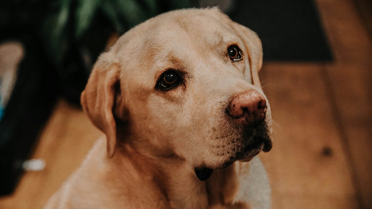 Illustration : "Chiens d'assistance : une éducatrice emmène ses deux Labradors au chevet de sa grand-mère tout juste opérée (vidéo)"