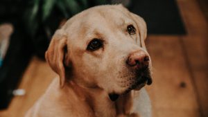 Illustration : Chiens d'assistance : une éducatrice emmène ses deux Labradors au chevet de sa grand-mère tout juste opérée (vidéo)