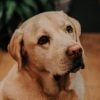 Illustration : Chiens d'assistance : une &eacute;ducatrice emm&egrave;ne ses deux Labradors au chevet de sa grand-m&egrave;re tout juste op&eacute;r&eacute;e (vid&eacute;o)