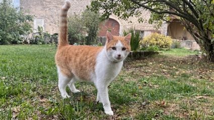 Illustration : Disparu du Haut-Rhin depuis 5 ans, le chat Zig retrouve sa famille apr&egrave;s un p&eacute;riple jusque dans le Jura
