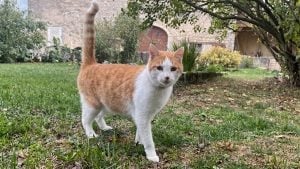 Illustration : Disparu du Haut-Rhin depuis 5 ans, le chat Zig retrouve sa famille après un périple jusque dans le Jura
