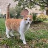 Illustration : Disparu du Haut-Rhin depuis 5 ans, le chat Zig retrouve sa famille apr&egrave;s un p&eacute;riple jusque dans le Jura