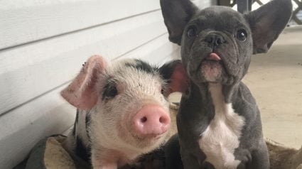 Illustration : Ce porcelet promis &agrave; l&rsquo;abattage partage d&eacute;sormais ses repas, ses jeux et son sommeil avec une jeune chienne