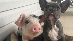 Illustration : Ce porcelet promis à l’abattage partage désormais ses repas, ses jeux et son sommeil avec une jeune chienne