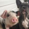 Illustration : Ce porcelet promis &agrave; l&rsquo;abattage partage d&eacute;sormais ses repas, ses jeux et son sommeil avec une jeune chienne