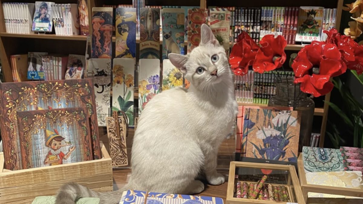 Illustration : "À Dunkerque (59), 5 chattes rescapées de la rue deviennent les mascottes permanentes de cette librairie (vidéo)"