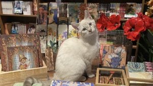 Illustration : À Dunkerque (59), 5 chattes rescapées de la rue deviennent les mascottes permanentes de cette librairie (vidéo)
