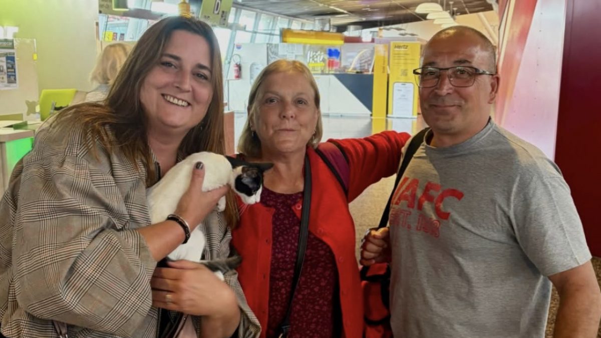 Illustration : "Bubble, le chaton sauvé en Crète, a enfin rejoint Lille grâce à 2 vacanciers"