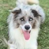 Illustration : Une jeune oie secourue revient sans cesse se blottir contre un chien qui la laisse faire (vid&eacute;o)