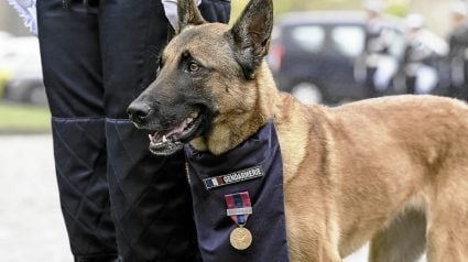 Illustration : Chienne de d&eacute;tection : sp&eacute;cialiste des explosifs &agrave; l'&Icirc;le Longue (29), cette Malinoise de 5 ans est d&eacute;cor&eacute;e de la D&eacute;fense nationale