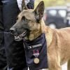 Illustration : Chienne de d&eacute;tection : sp&eacute;cialiste des explosifs &agrave; l'&Icirc;le Longue (29), cette Malinoise de 5 ans est d&eacute;cor&eacute;e de la D&eacute;fense nationale