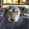 Illustration : &laquo; Elle se comportait comme si elle &eacute;tait ivre &raquo; : cette chienne ne tenait plus sur ses pattes apr&egrave;s avoir aval&eacute; un champignon sauvage en promenade