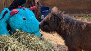 Illustration : Cheval miniature : isolé en quarantaine, il s'accroche à un immense doudou pour affronter la maladie (vidéo)