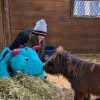 Illustration : Cheval miniature : isol&eacute; en quarantaine, il s'accroche &agrave; un immense doudou pour affronter la maladie (vid&eacute;o)