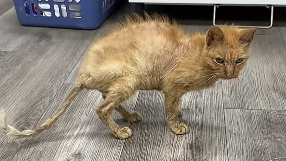 Illustration : "Laissée dans le froid et sans nourriture, cette chatte de 12 ans étonne le refuge dès son deuxième jour (vidéo)"