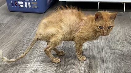 Illustration : Laiss&eacute;e dans le froid et sans nourriture, cette chatte de 12 ans &eacute;tonne le refuge d&egrave;s son deuxi&egrave;me jour (vid&eacute;o)