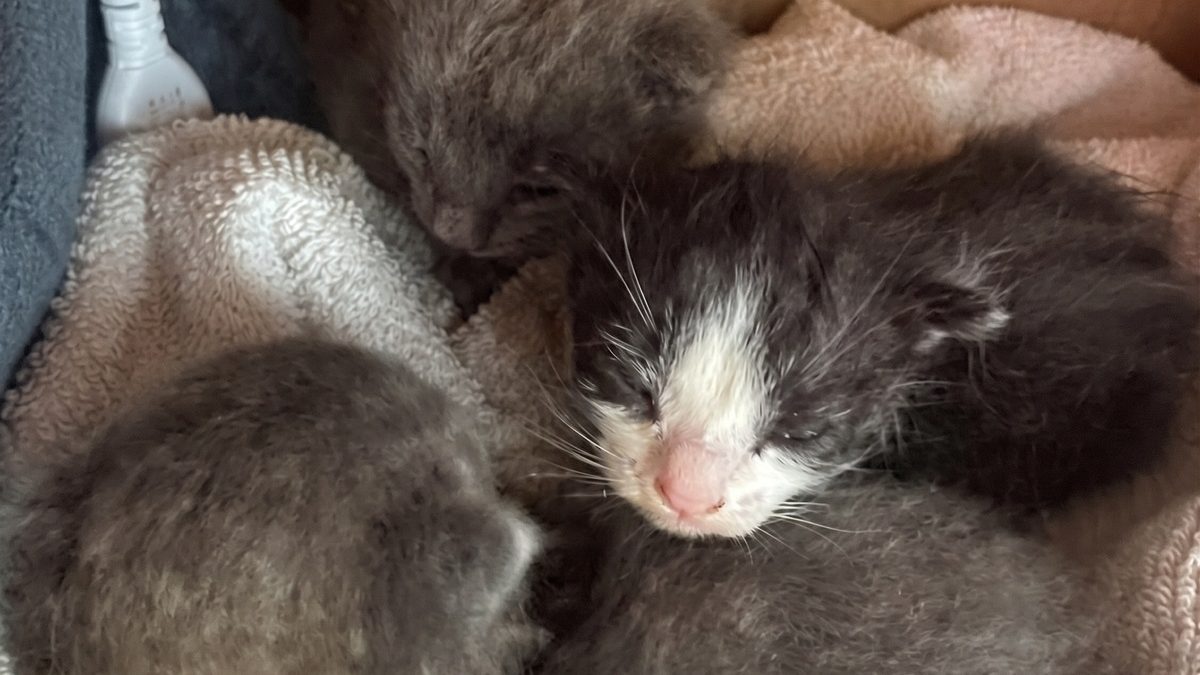 Illustration : "3 chatons rescapés d’une tempête prennent enfin le biberon vers 3 h du matin, après plusieurs jours difficiles"