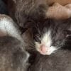 Illustration : 3 chatons rescap&eacute;s d&rsquo;une temp&ecirc;te prennent enfin le biberon vers 3 h du matin, apr&egrave;s plusieurs jours difficiles