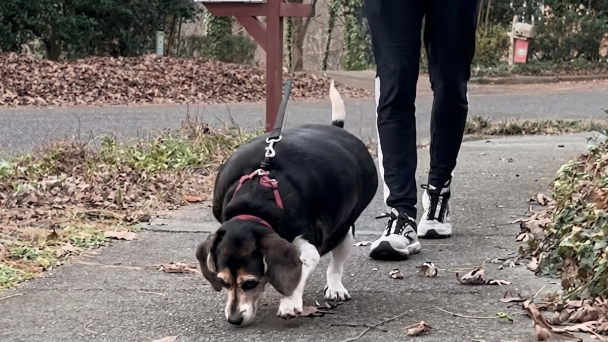 Illustration : "Obésité canine : avec 32 kilos sur la balance, le régime strict de cette Beagle a fini par lui sauver la patte (vidéo)"