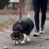 Illustration : Ob&eacute;sit&eacute; canine : avec 32 kilos sur la balance, le r&eacute;gime strict de cette Beagle a fini par lui sauver la patte (vid&eacute;o)