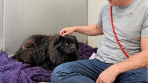 Illustration : Au refuge, un visiteur affirme que cette Chow Chow de 11 ans est de sa famille alors qu'elle vient d'y arriver