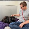Illustration : Au refuge, un visiteur affirme que cette Chow Chow de 11 ans est de sa famille alors qu'elle vient d'y arriver