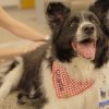 Illustration : &laquo; C'est lui qui apporte la joie &raquo; : la derni&egrave;re tourn&eacute;e d'un chien de th&eacute;rapie de 13 ans