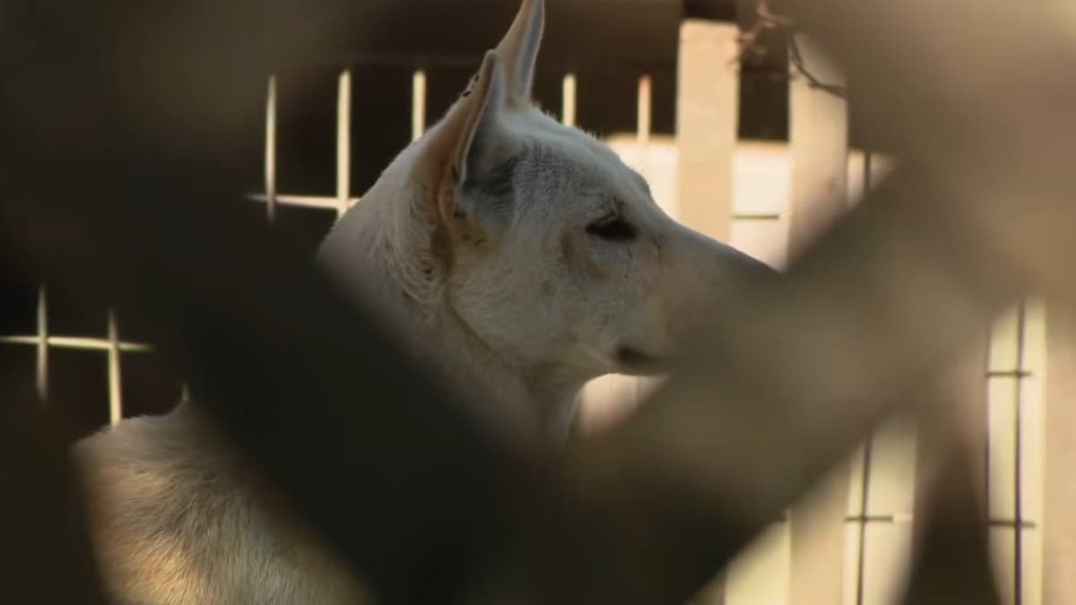 Illustration : "Interdite de détenir des animaux, elle utilisait sa mère de 99 ans pour justifier la présence de 35 chiens chez elle"