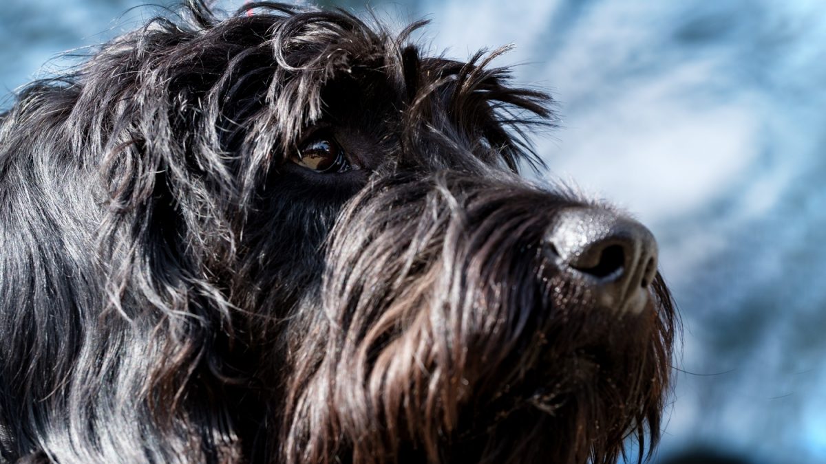 Illustration : "En mémoire de leur chienne Schnauzer, ils ont réuni environ 1 150 € de nourriture pour d’autres animaux"
