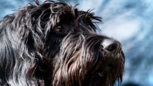 Illustration : En mémoire de leur chienne Schnauzer, ils ont réuni environ 1 150 € de nourriture pour d’autres animaux