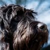 Illustration : En m&eacute;moire de leur chienne Schnauzer, ils ont r&eacute;uni environ 1 150 &euro; de nourriture pour d&rsquo;autres animaux