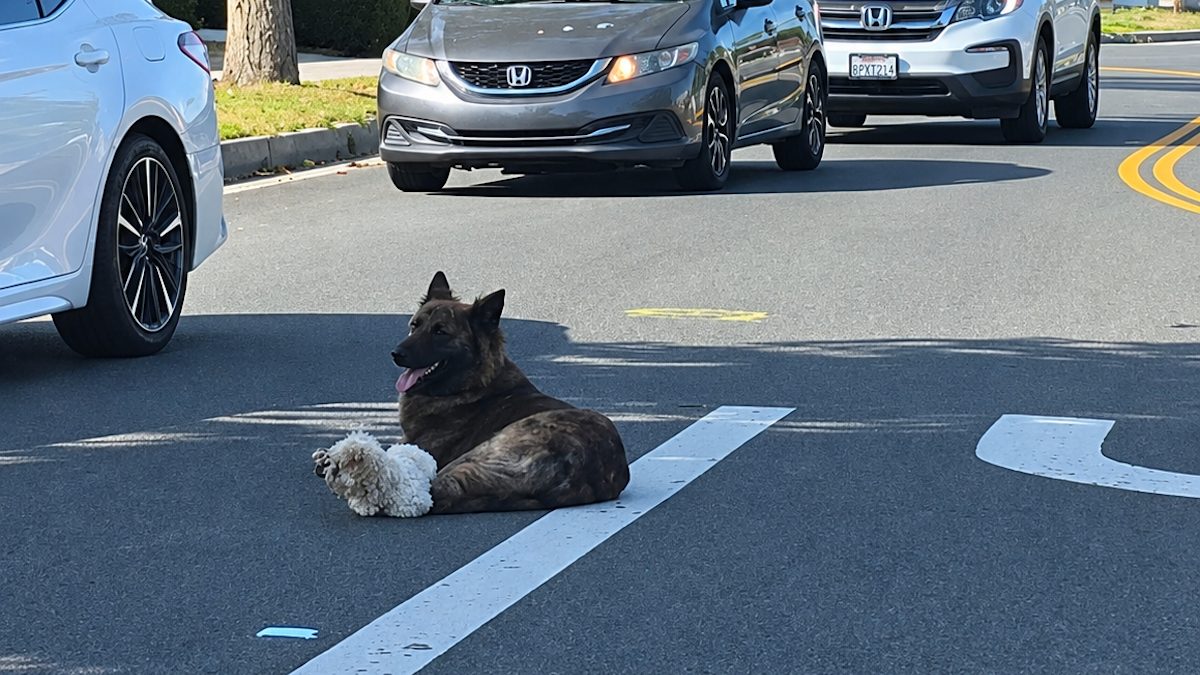 Illustration : "Couchée au milieu d'une route bondée, cette chienne perdue refuse de quitter son petit compagnon (vidéo)"