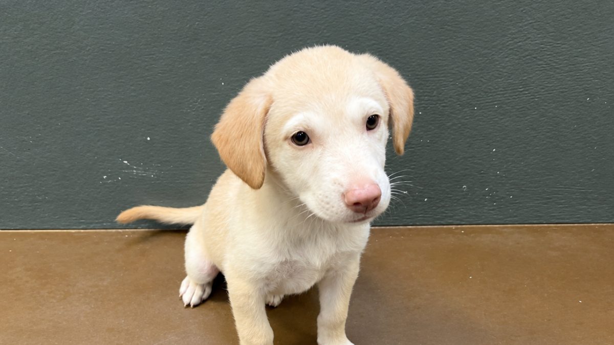 Illustration : "« Je ne changerais rien » : persuadés d'avoir adopté un chiot Labrador, ils le regardent grandir avec étonnement (vidéo)"