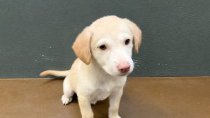Illustration : « Je ne changerais rien » : persuadés d'avoir adopté un chiot Labrador, ils le regardent grandir avec étonnement (vidéo)