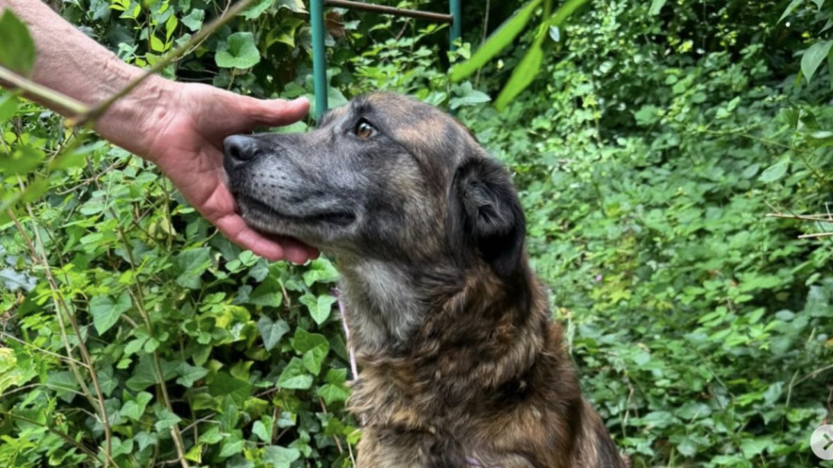 Illustration : "Parvenu à ronger la corde qui le retenait depuis toujours, ce Malinois permet aux enquêteurs de découvrir un autre chien attaché à un meuble"