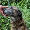 Illustration : Parvenu &agrave; ronger la corde qui le retenait depuis toujours, ce Malinois permet aux enqu&ecirc;teurs de d&eacute;couvrir un autre chien attach&eacute; &agrave; un meuble