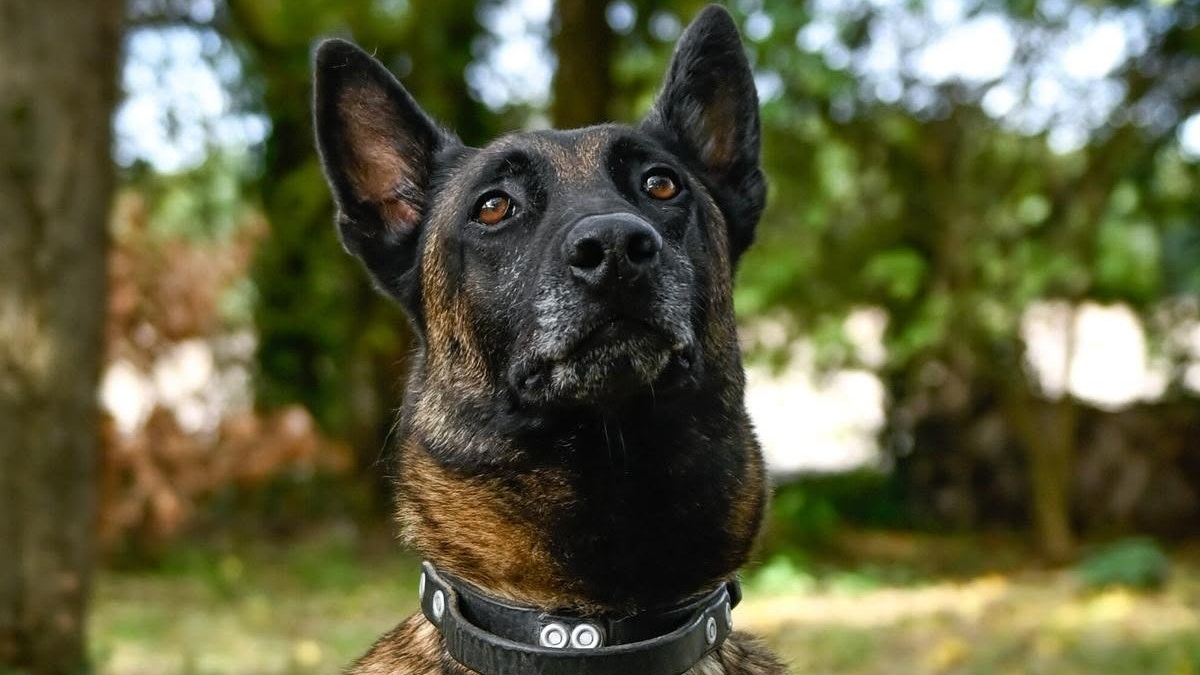 Illustration : "Une solution trouvée pour Hermès, chien gendarme menacé d'euthanasie après en avoir été sauvé 5 ans plus tôt"