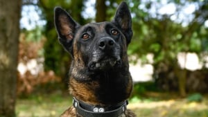 Illustration : "Une solution trouvée pour Hermès, chien gendarme menacé d'euthanasie après en avoir été sauvé 5 ans plus tôt"